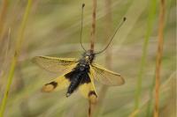 Libelloides longicornis