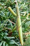Mantis religiosa