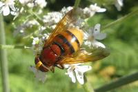 Volucella zonaria