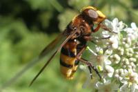 Volucella zonaria