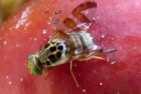 Carpomya schineri