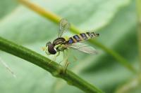 Sphaerophoria