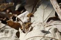Bombylius major