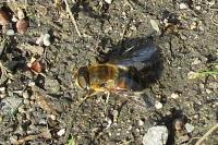 Eristalis