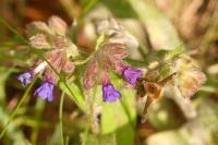 Bombylius major