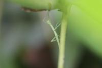 Clonopsis gallica