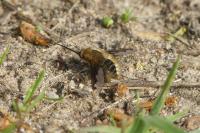 Bombylius major
