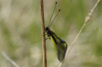 Libelloides coccajus