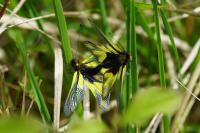 Libelloides coccajus