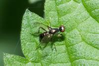 Nemopoda nitidula