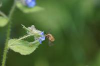 Bombylius major