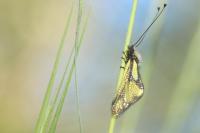 Libelloides coccajus