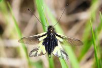 Libelloides coccajus