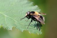 Volucella bombylans