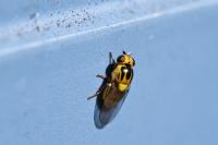 Thaumatomyia