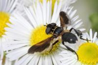 Trichopoda pictipennis