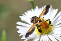 Trichopoda pictipennis
