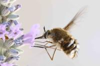 Bombylius cruciatus