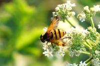 Volucella inanis