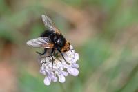 Tachina grossa
