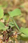 Mantis religiosa