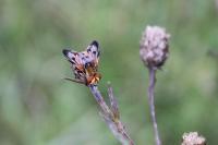 Ectophasia crassipennis