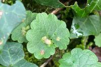 Rondaniola bursaria