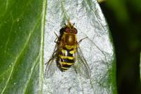 Syrphus ribesii