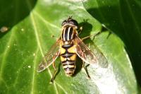 Helophilus pendulus