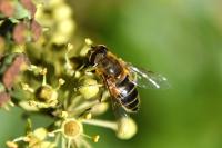 Eristalis tenax
