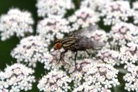 Sarcophaga carnaria
