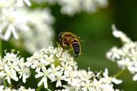 Eristalis pertinax