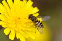 Syrphus ribesii