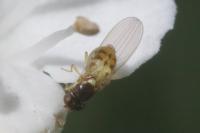 Asteia amoena