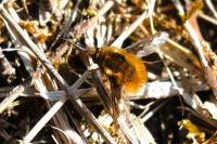 Bombylius major