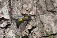 Gymnocheta viridis