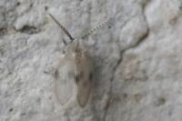 Psychoda surcoufi