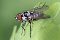 Anthomyia procellaris