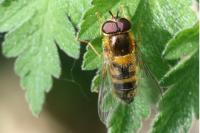 Epistrophe eligans