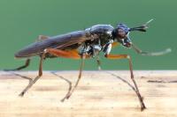 Sepedon sphegea