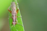 Sepedon spinipes