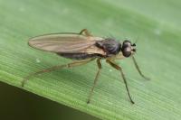 Lonchoptera lutea