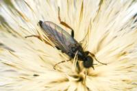 Bibio lanigerus