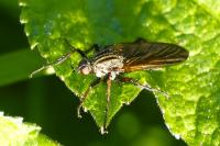 Empis tessellata