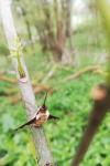 Bombylius major