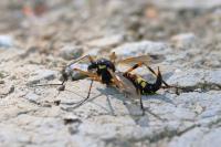 Ctenophora festiva