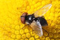 Elomya lateralis