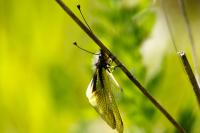 Libelloides coccajus
