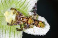 Goniglossum wiedemanni
