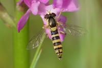 Sphaerophoria scripta